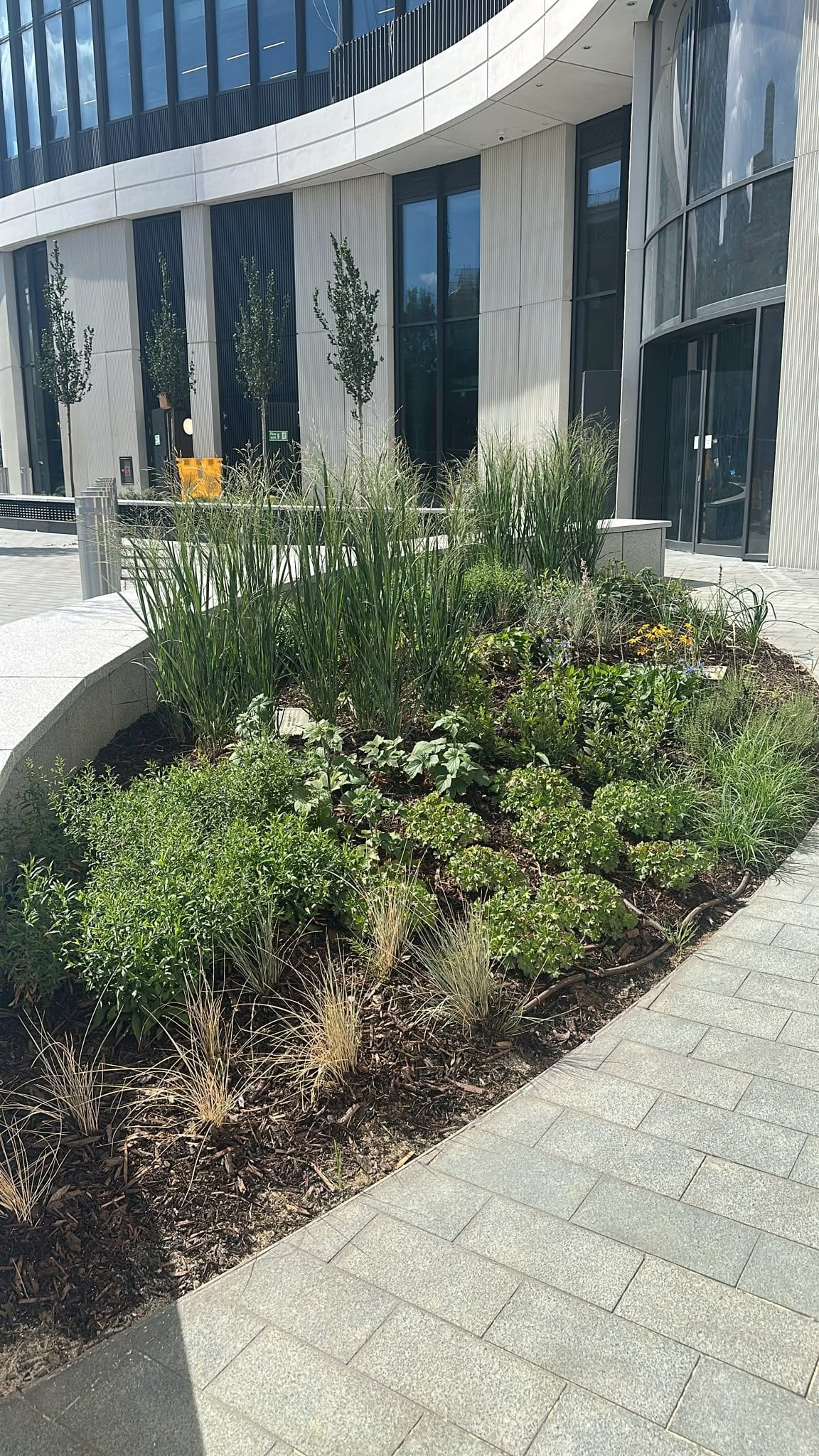 A planted bed with grasses and flowers beside paving and the curved building facade at 2 Trafalgar Way.