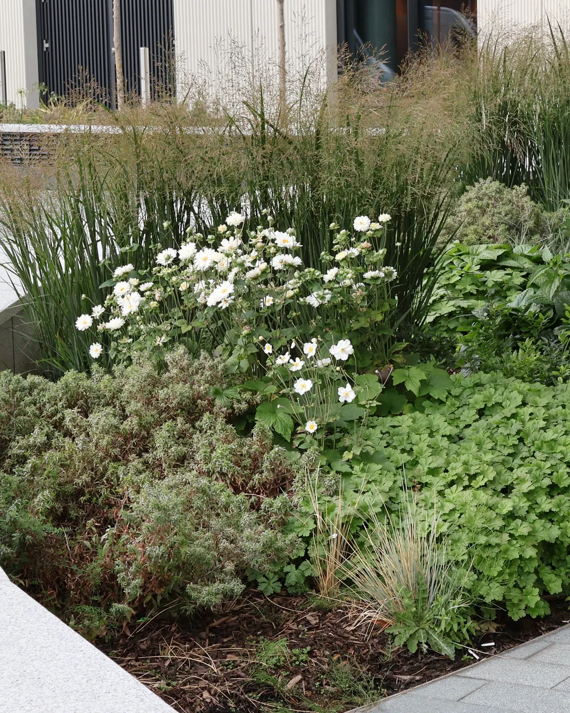 Flowers, grasses and groundcover in a curved planting bed beside the building at 2 Trafalgar Way.