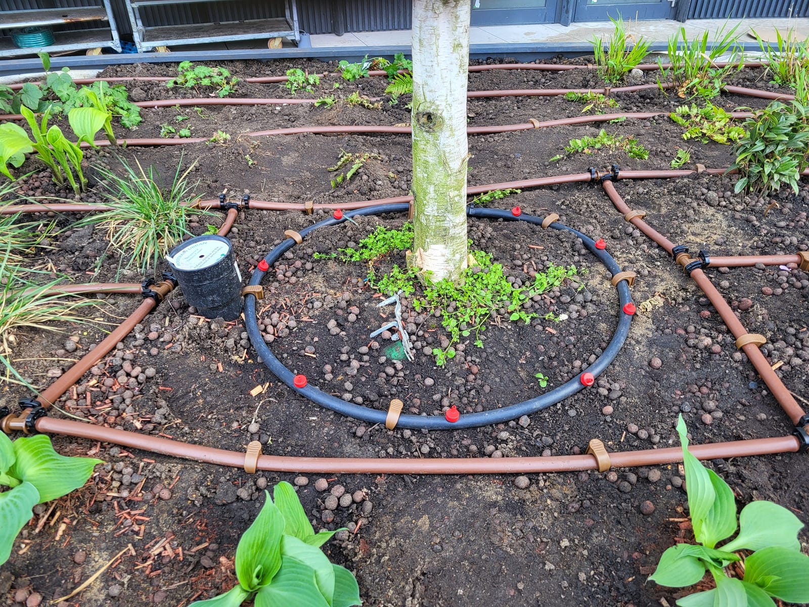 An irrigation ring with individual emitters around a tree, with dripline across the surrounding planted bed.