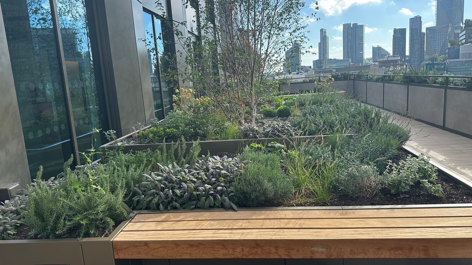 Trees, mixed planting and timber seating on a terrace at Uno Golden Lane.